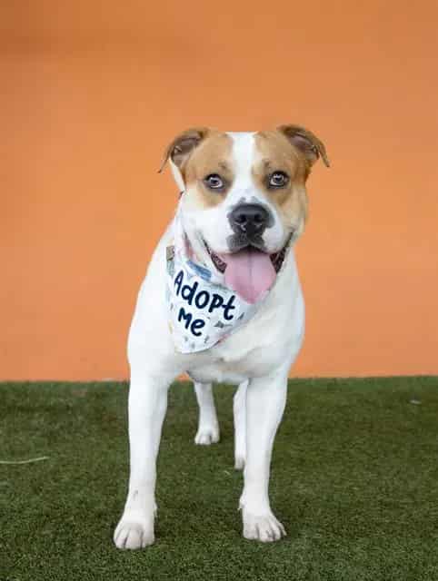 Photo of Benny, adoptable American Bulldog mix in Miami, Florida