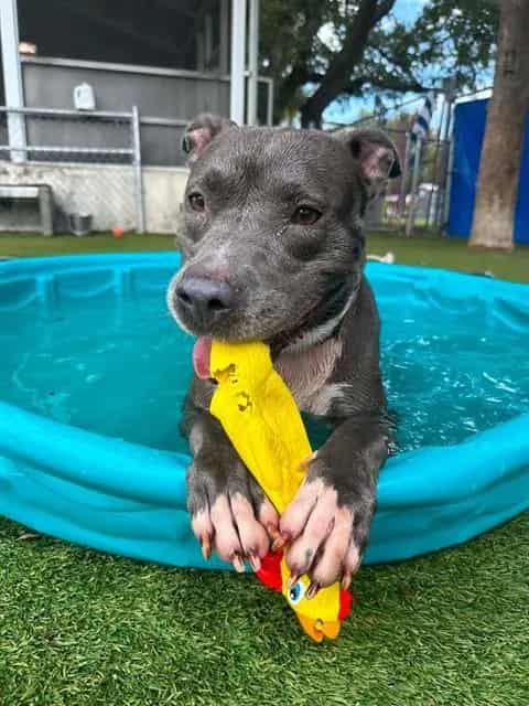 Photo of Luna, adoptable American Bulldog in Miami, Florida