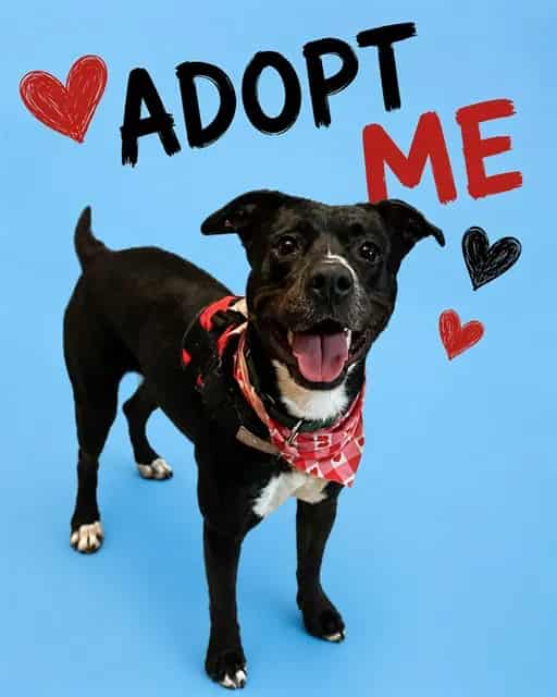 Photo of Melly, adoptable Terrier mix in Miami, Florida