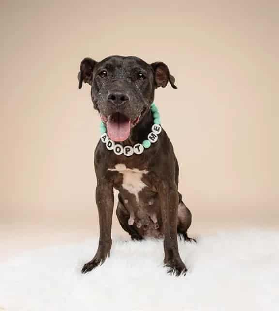 Photo of Pepa, adoptable Terrier mix in Miami, Florida
