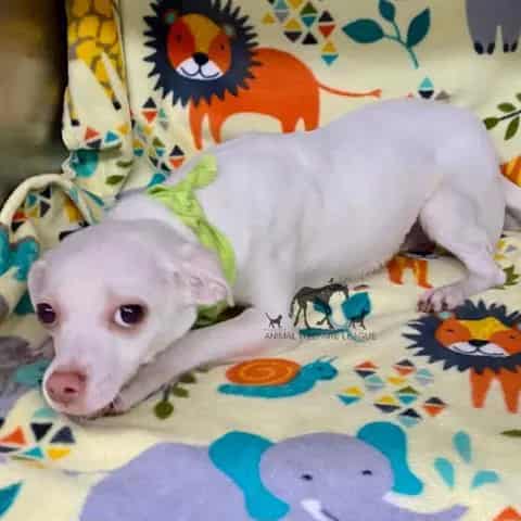 Photo of Bubbles, adoptable Chihuahua - Smooth Coated in Chicago Ridge, Illinois