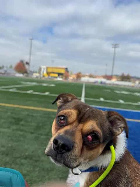 Photo of Earl, adoptable Terrier mix in Kent, Washington