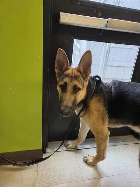 Photo of Amigo, adoptable German Shepherd Dog in Kent, Washington