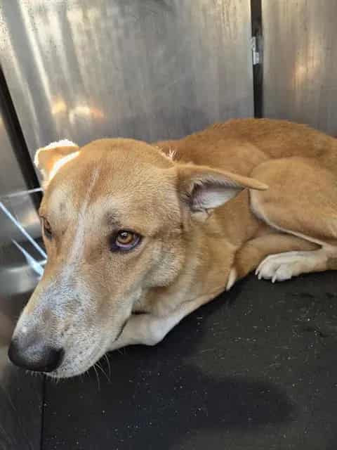 Photo of Hugh Mungo, adoptable dog in San Antonio, Texas