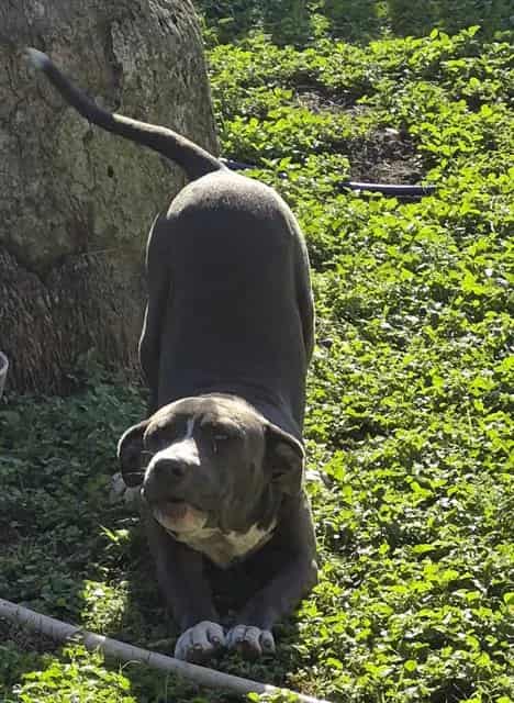Photo of Bronco, adoptable dog in San Antonio, Texas