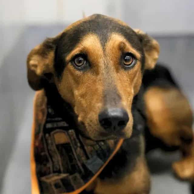 Photo of Lucy, adoptable dog in San Antonio, Texas