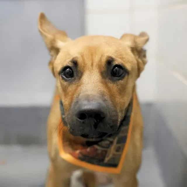 Photo of Story, adoptable dog in San Antonio, Texas