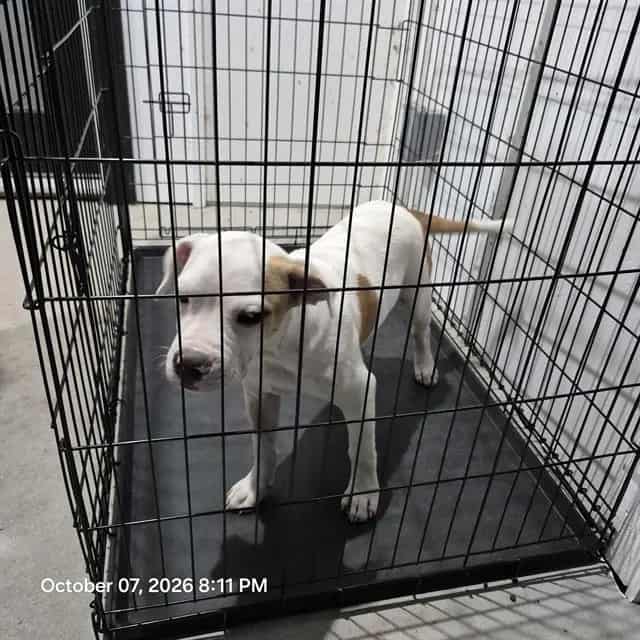 Photo of Bruno, adoptable dog in San Antonio, Texas