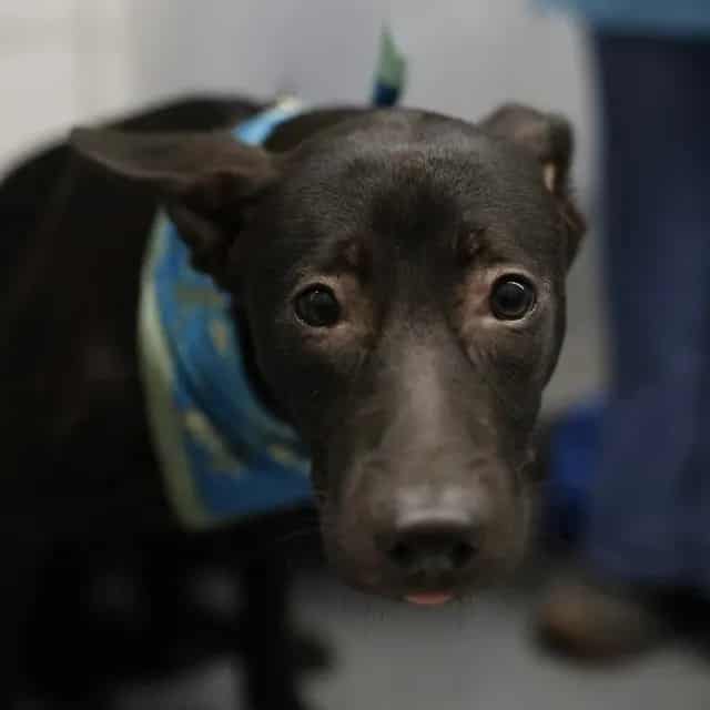 Photo of Luna, adoptable dog in San Antonio, Texas