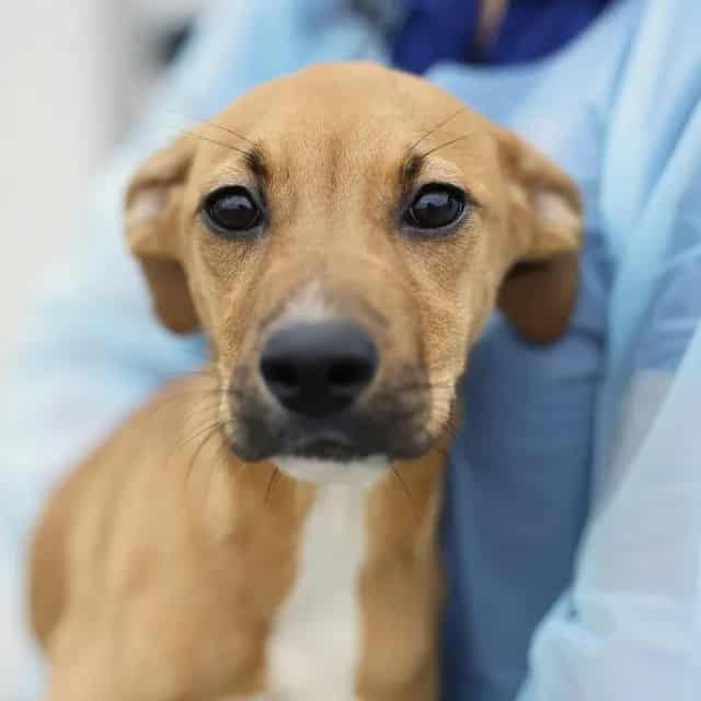Photo of Marley, adoptable dog in San Antonio, Texas