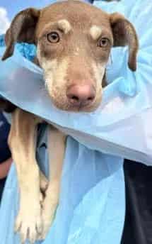 Photo of Nova, adoptable dog in San Antonio, Texas