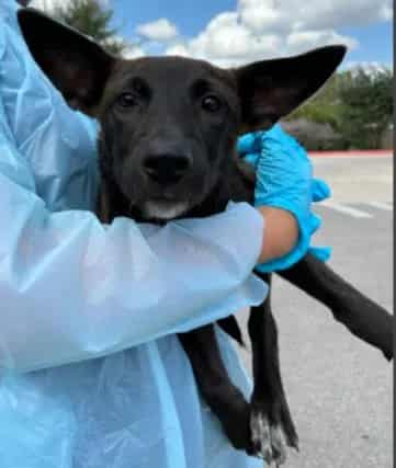 Photo of Luna, adoptable dog in San Antonio, Texas