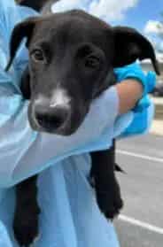 Photo of Cosmo, adoptable dog in San Antonio, Texas