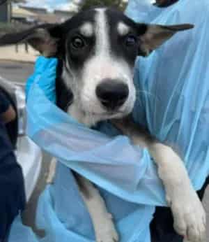Photo of Orion, adoptable dog in San Antonio, Texas
