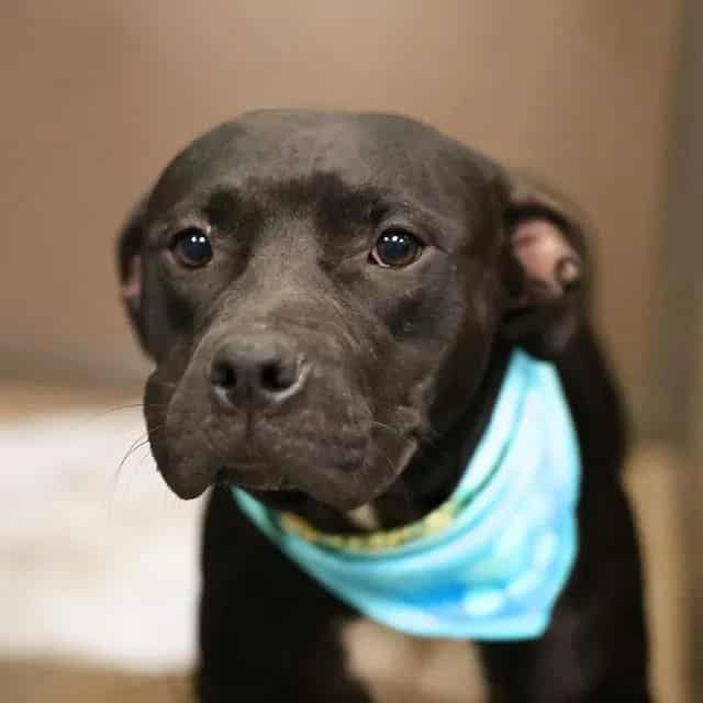 Photo of Pearl, adoptable dog in San Antonio, Texas