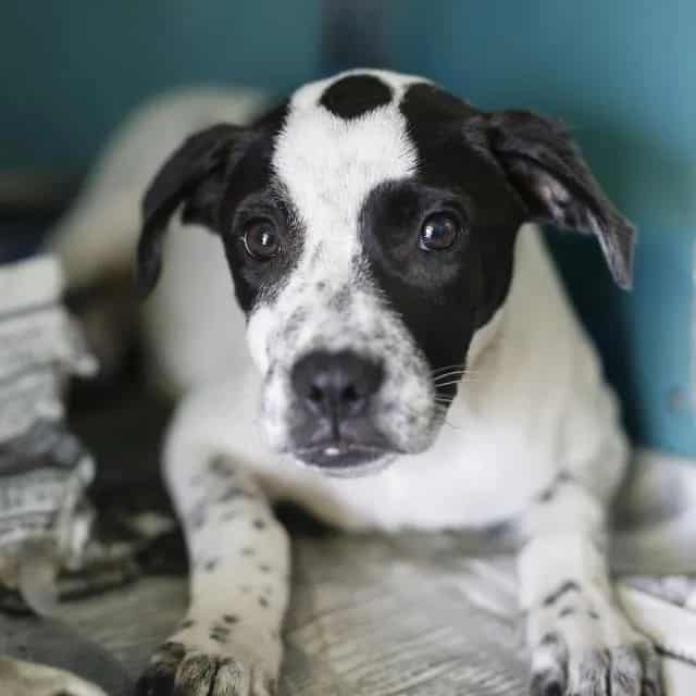 Photo of Pepper, adoptable dog in San Antonio, Texas