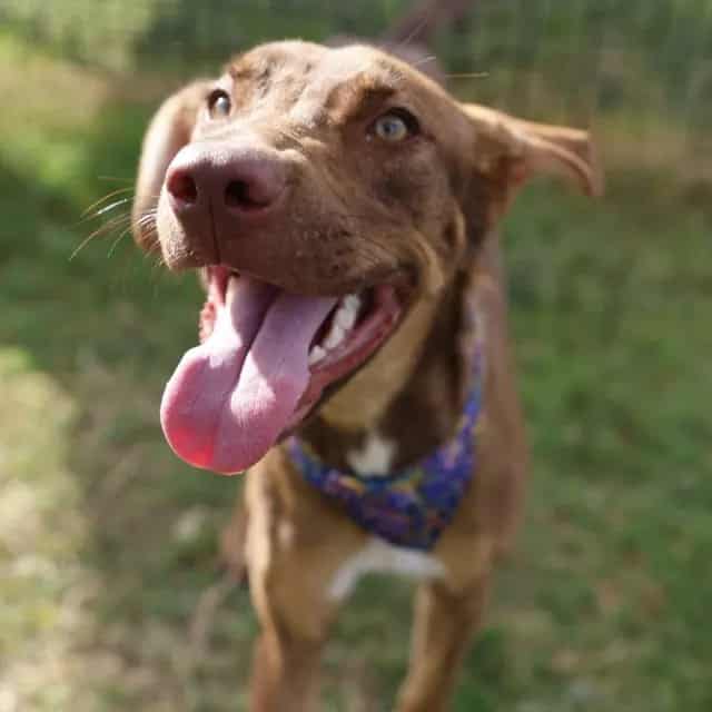Photo of Bear, adoptable dog in San Antonio, Texas