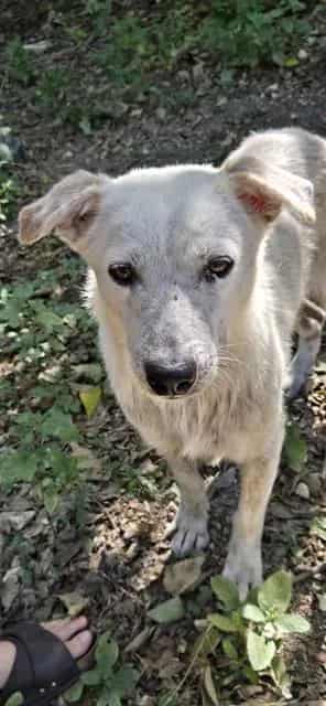 Photo of Copper, adoptable dog in San Antonio, Texas