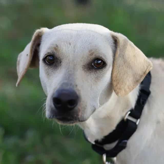 Photo of Lucy, adoptable dog in San Antonio, Texas