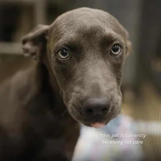 Photo of Storm, adoptable dog in San Antonio, Texas