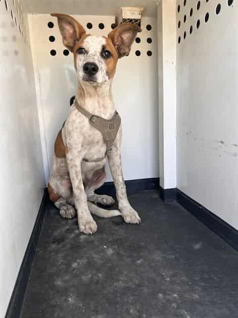 Photo of Senior Queensland Heeler mix, adoptable Queensland Heeler mix in Bakersfield, California