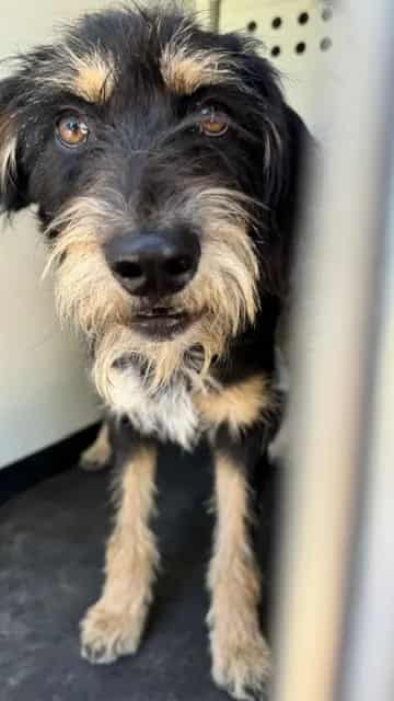 Photo of Senior Terrier, adoptable Terrier in Bakersfield, California