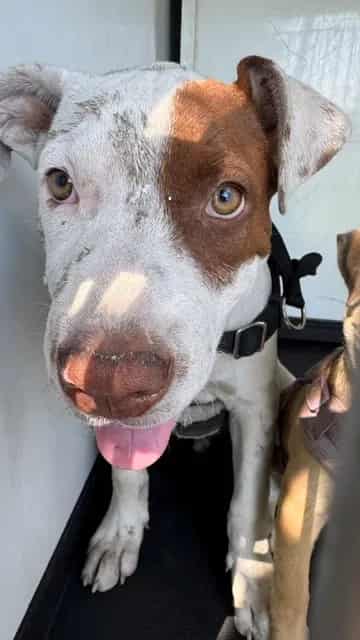 Photo of Senior Pit Bull Terrier, adoptable Pit Bull Terrier in Bakersfield, California