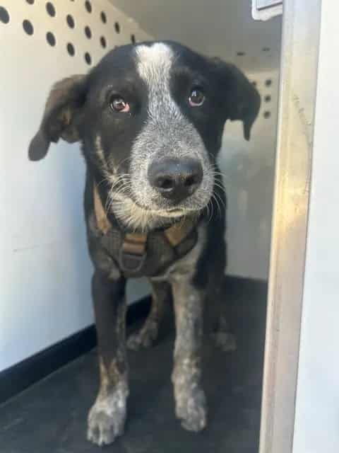 Photo of Senior Queensland Heeler and German Shepherd Dog, adoptable Queensland Heeler and German Shepherd Dog in Bakersfield, California