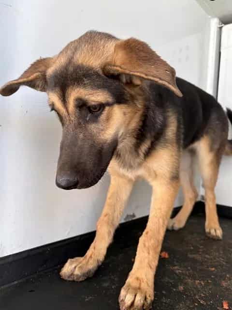 Photo of Senior German Shepherd Dog, adoptable German Shepherd Dog in Bakersfield, California
