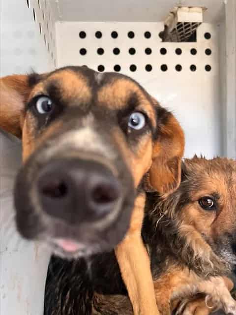 Photo of Senior German Shepherd Dog, adoptable German Shepherd Dog in Bakersfield, California