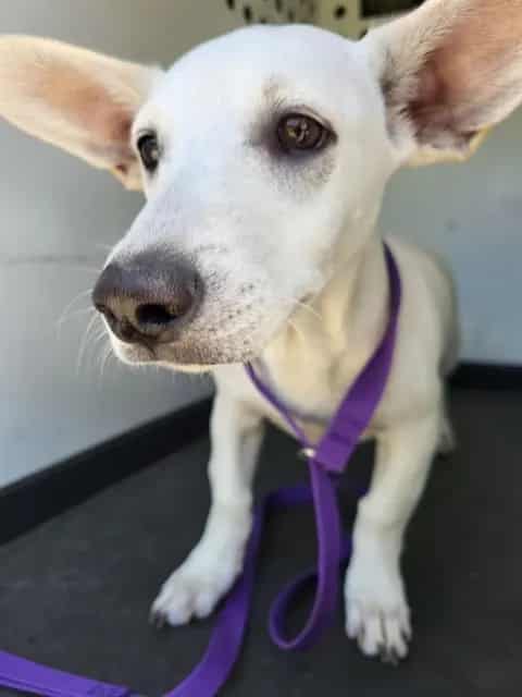 Photo of Senior Dachshund and Chihuahua - Smooth Coated, adoptable Dachshund and Chihuahua - Smooth Coated in Bakersfield, California