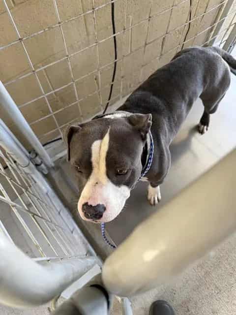 Photo of Louie, adoptable Pit Bull Terrier in Bakersfield, California