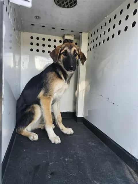 Photo of Senior German Shepherd Dog, adoptable German Shepherd Dog in Bakersfield, California