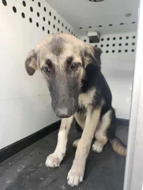 Photo of Senior German Shepherd Dog, adoptable German Shepherd Dog in Bakersfield, California