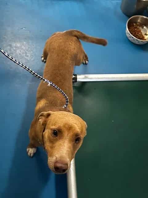Photo of Senior Pit Bull Terrier, adoptable Pit Bull Terrier in Bakersfield, California
