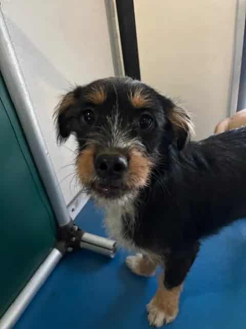 Photo of Senior Terrier, adoptable Terrier in Bakersfield, California