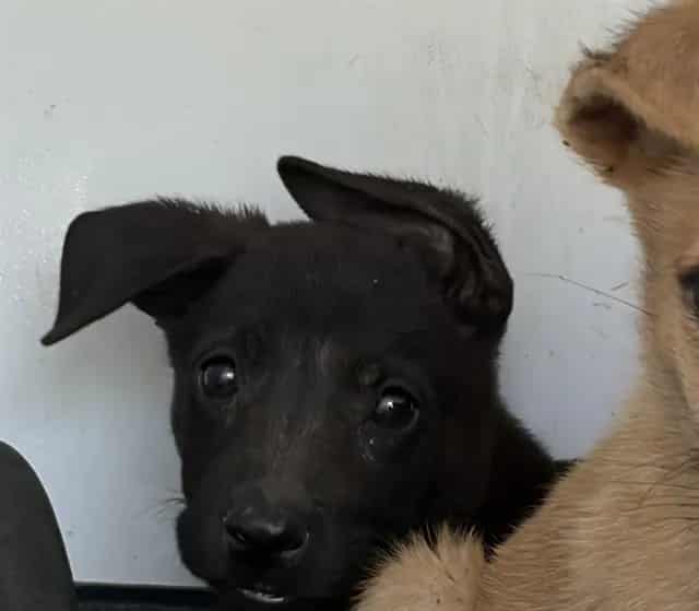 Photo of Senior German Shepherd Dog mix, adoptable German Shepherd Dog mix in Bakersfield, California