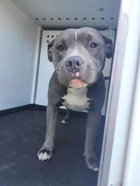 Photo of Senior Pit Bull Terrier, adoptable Pit Bull Terrier in Bakersfield, California