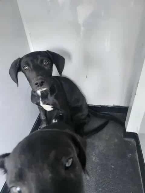 Photo of Senior Labrador Retriever, adoptable Labrador Retriever in Bakersfield, California