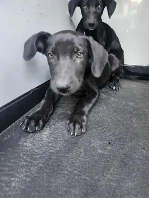Photo of Senior Labrador Retriever, adoptable Labrador Retriever in Bakersfield, California