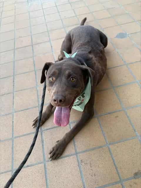 Photo of Charlie, adoptable Labrador Retriever and Australian Kelpie in Bakersfield, California
