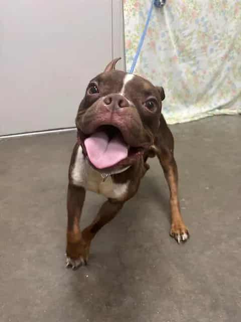 Photo of Bugsy, adoptable Boston Terrier in Rosenberg, Texas