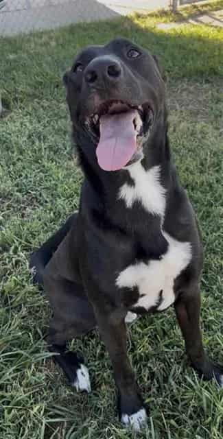 Photo of Rocko, adoptable Labrador Retriever in Rosenberg, Texas