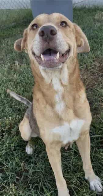 Photo of Ember, adoptable German Shepherd Dog mix in Rosenberg, Texas
