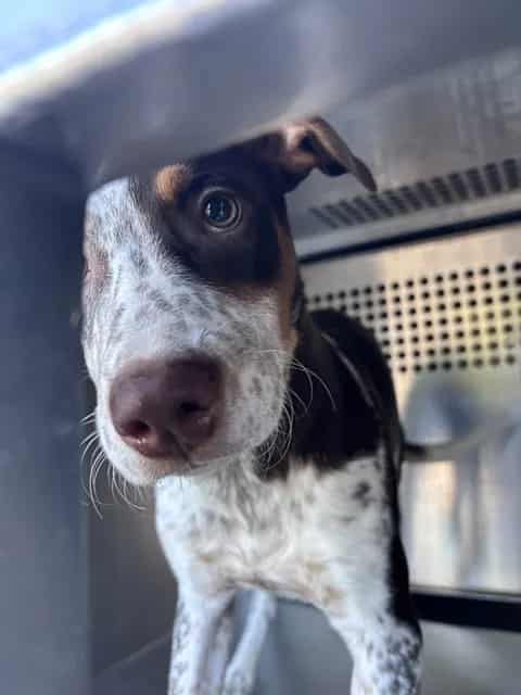 Photo of Senior Pointer mix, adoptable Pointer mix in Oklahoma City, Oklahoma