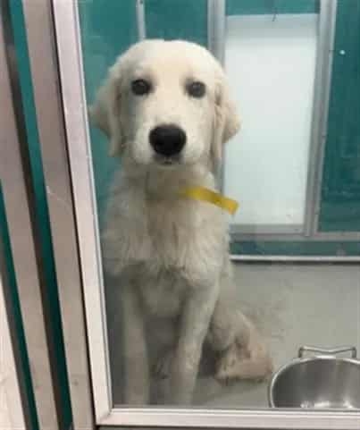 Photo of Rhodie, adoptable Great Pyrenees mix in Oklahoma City, Oklahoma