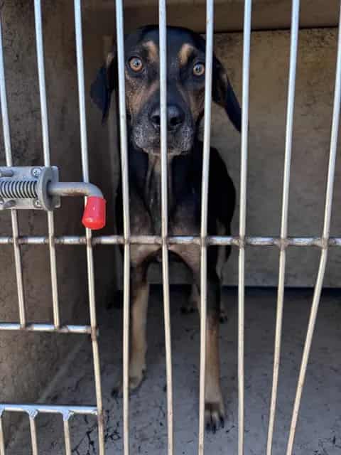 Photo of Senior Hound mix, adoptable Hound mix in Oklahoma City, Oklahoma