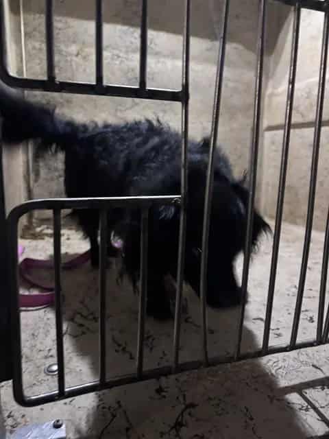 Photo of Senior Spaniel mix, adoptable Spaniel mix in Oklahoma City, Oklahoma
