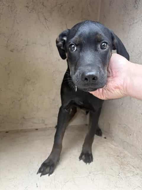 Photo of Senior Labrador Retriever mix, adoptable Labrador Retriever mix in Oklahoma City, Oklahoma