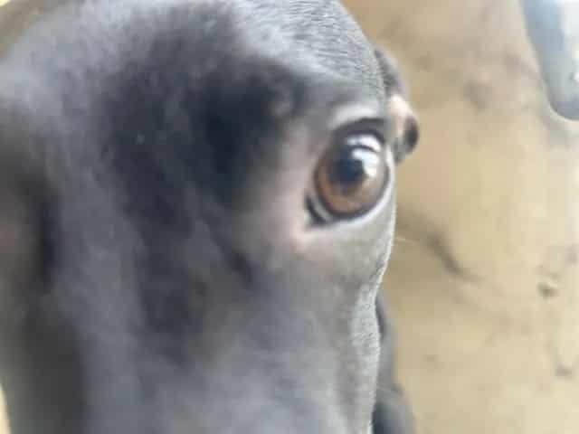 Photo of Huncho, adoptable Whippet and Labrador Retriever in Oklahoma City, Oklahoma